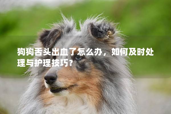 狗狗舌頭出血了怎么辦，如何及時處理與護理技巧？