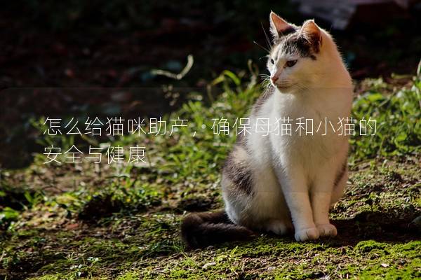 怎么給貓咪助產，確保母貓和小貓的安全與健康