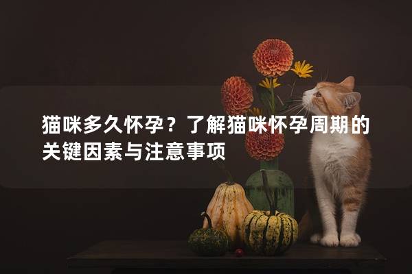 貓咪多久懷孕？了解貓咪懷孕周期的關鍵因素與注意事項