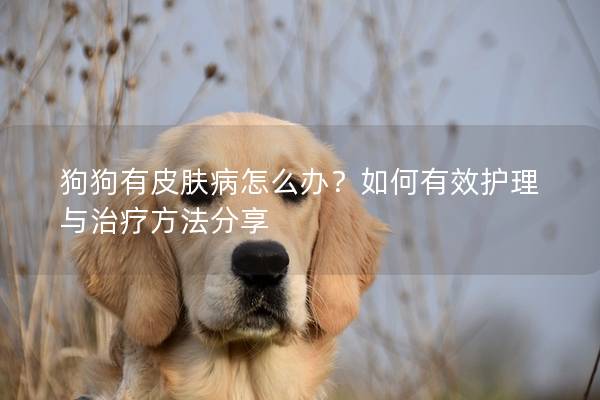 狗狗有皮膚病怎么辦？如何有效護理與治療方法分享