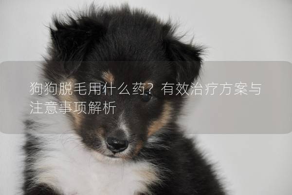 狗狗脫毛用什么藥？有效治療方案與注意事項解析