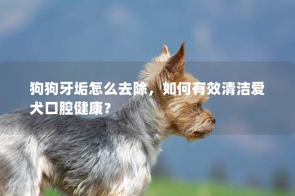 狗狗牙垢怎么去除,如何有效清潔愛犬口腔健康? 狗狗牙垢怎么去除,如何有效清潔愛犬口腔健康?