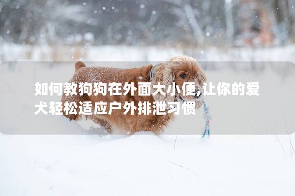 如何教狗狗在外面大小便,讓你的愛犬輕松適應戶外排泄習慣