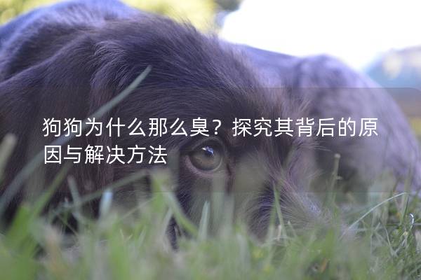 狗狗為什么那么臭？探究其背后的原因與解決方法