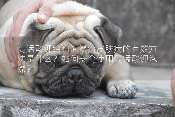 高錳酸鉀給狗泡澡治皮膚病的有效方法是什么？如何安全使用高錳酸鉀泡澡？