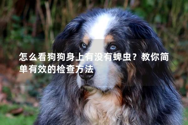 怎么看狗狗身上有沒有蜱蟲?教你簡單有效的檢查方法