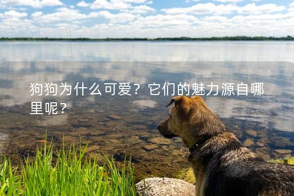 狗狗為什么可愛?它們的魅力源自哪里呢? 狗狗為什么可愛?它們的魅力源自哪里呢?