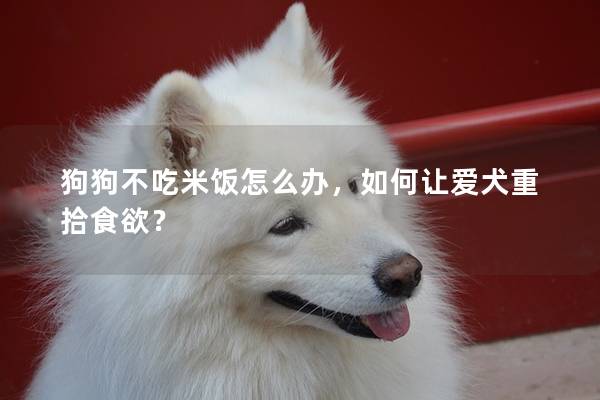 狗狗不吃米飯?jiān)趺崔k，如何讓愛犬重拾食欲？