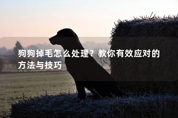 狗狗掉毛怎么處理?教你有效應對的方法與技巧 狗狗掉毛怎么處理?教你有效應對的方法與技巧