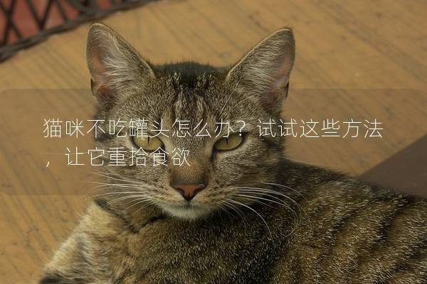 貓咪不吃罐頭怎么辦？試試這些方法，讓它重拾食欲