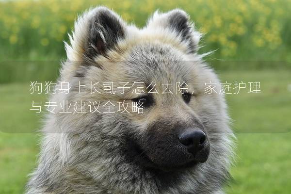 狗狗身上長(zhǎng)虱子怎么去除，家庭護(hù)理與專(zhuān)業(yè)建議全攻略