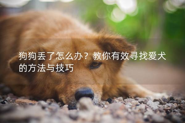 狗狗丟了怎么辦？教你有效尋找愛犬的方法與技巧