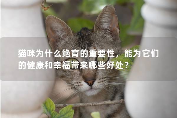 貓咪為什么絕育的重要性，能為它們的健康和幸福帶來哪些好處？