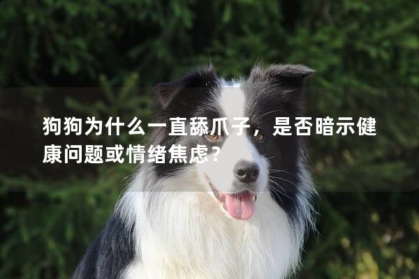 狗狗為什么一直舔爪子，是否暗示健康問(wèn)題或情緒焦慮？