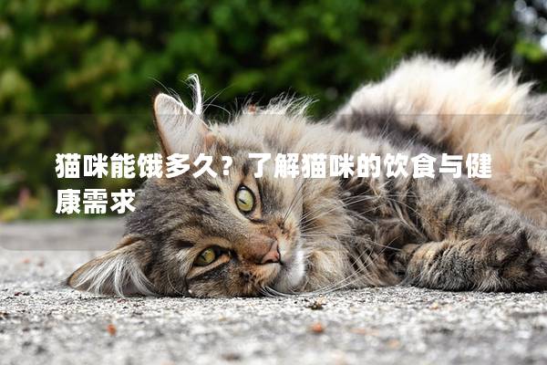 貓咪能餓多久？了解貓咪的飲食與健康需求