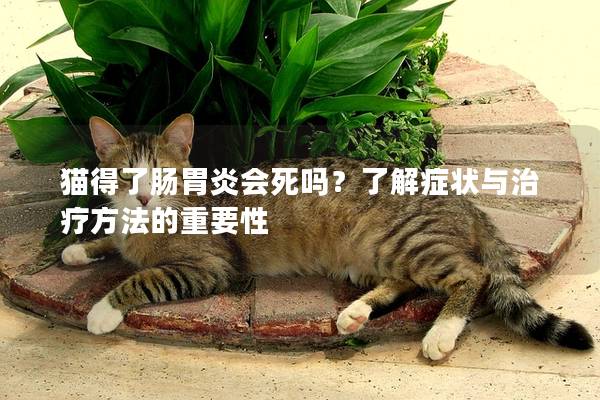 貓得了腸胃炎會死嗎？了解癥狀與治療方法的重要性