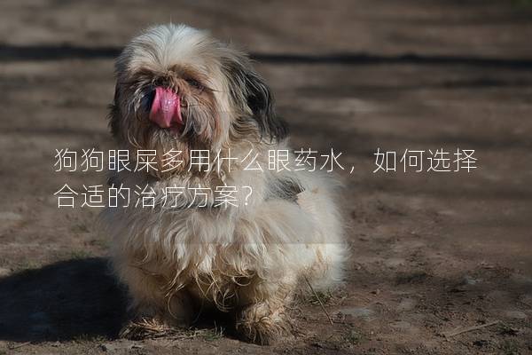 狗狗眼屎多用什么眼藥水，如何選擇合適的治療方案？