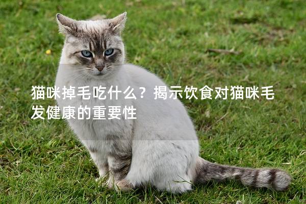 貓咪掉毛吃什么？揭示飲食對貓咪毛發健康的重要性
