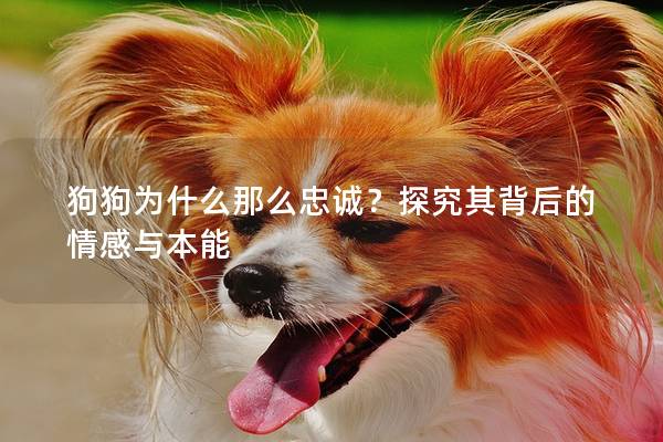 狗狗為什么那么忠誠？探究其背后的情感與本能