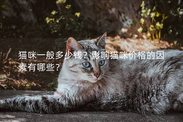 貓咪一般多少錢？影響貓咪價(jià)格的因素有哪些？