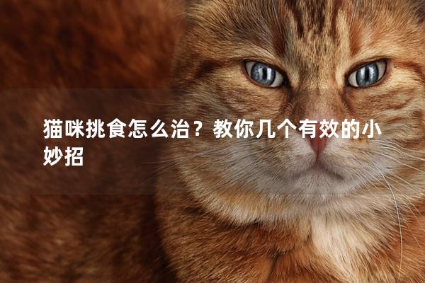 貓咪挑食怎么治？教你幾個(gè)有效的小妙招