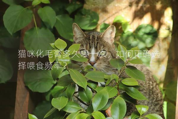 貓咪化毛膏多久喂一次，如何正確選擇喂食頻率？