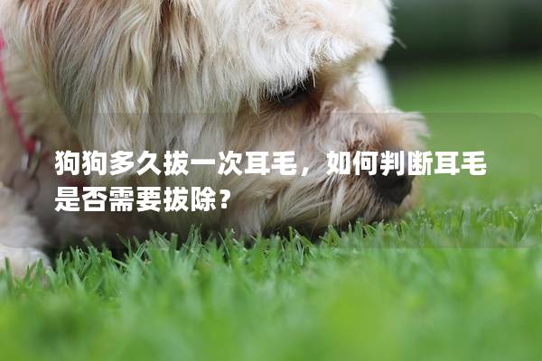 狗狗多久拔一次耳毛，如何判斷耳毛是否需要拔除？