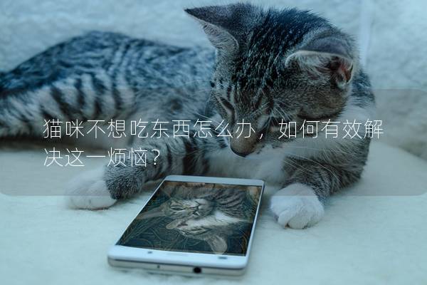 貓咪不想吃東西怎么辦，如何有效解決這一煩惱？