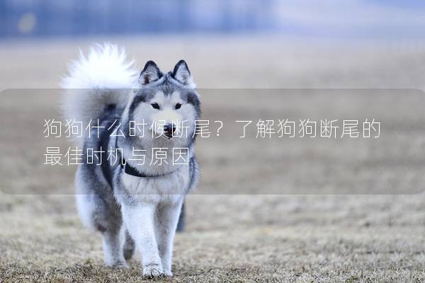 狗狗什么時候斷尾?了解狗狗斷尾的最佳時機與原因 狗狗什么時候斷尾?了解狗狗斷尾的最佳時機與原因