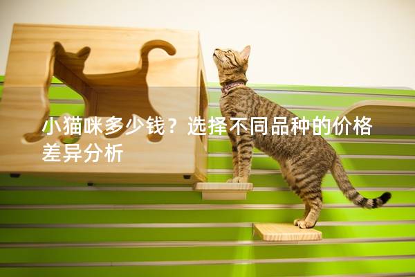 小貓咪多少錢？選擇不同品種的價格差異分析