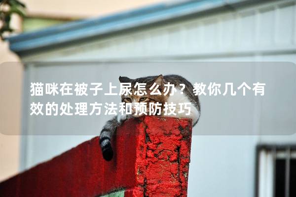 貓咪在被子上尿怎么辦？教你幾個有效的處理方法和預防技巧