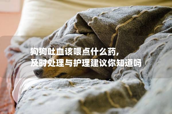 狗狗吐血該喂點什么藥, 及時處理與護理建議你知道嗎