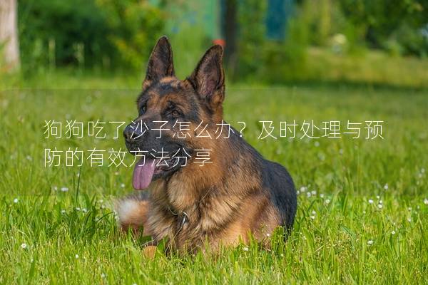 狗狗吃了沙子怎么辦？及時處理與預防的有效方法分享