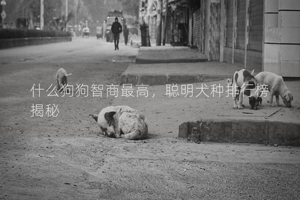 什么狗狗智商最高，聰明犬種排行榜揭秘