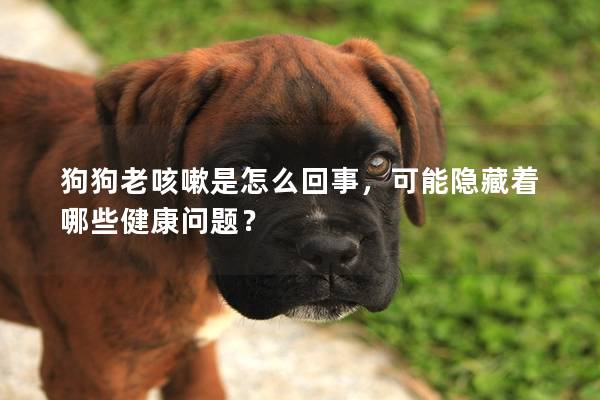狗狗老咳嗽是怎么回事，可能隱藏著哪些健康問(wèn)題？