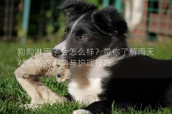 狗狗淋雨了會怎么樣？帶你了解雨天對狗狗的影響與護理技巧