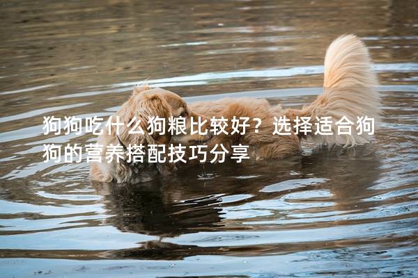 狗狗吃什么狗糧比較好？選擇適合狗狗的營(yíng)養(yǎng)搭配技巧分享