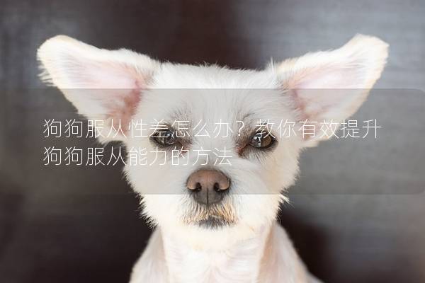 狗狗服從性差怎么辦？教你有效提升狗狗服從能力的方法