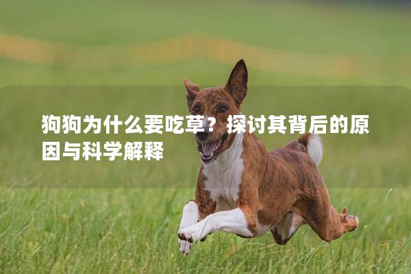 狗狗為什么要吃草？探討其背后的原因與科學解釋