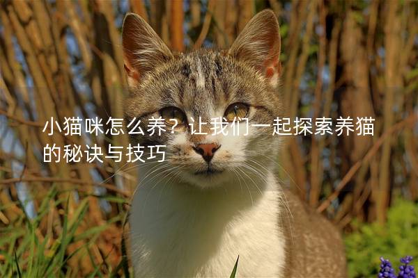小貓咪怎么養(yǎng)？讓我們一起探索養(yǎng)貓的秘訣與技巧