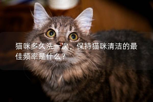貓咪多久洗一次，保持貓咪清潔的最佳頻率是什么？