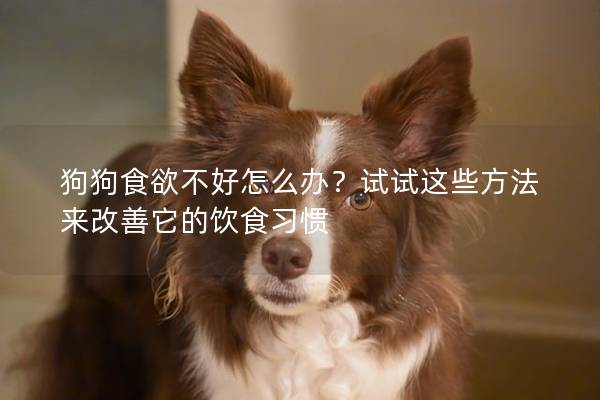 狗狗食欲不好怎么辦？試試這些方法來改善它的飲食習慣
