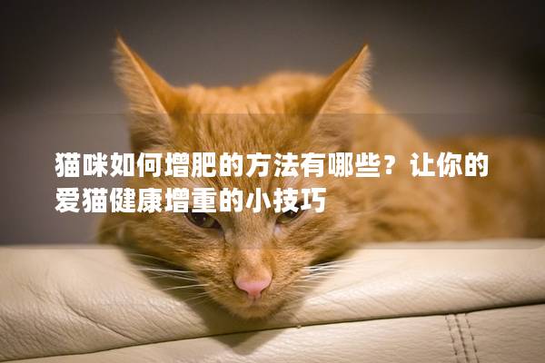 貓咪如何增肥的方法有哪些？讓你的愛(ài)貓健康增重的小技巧