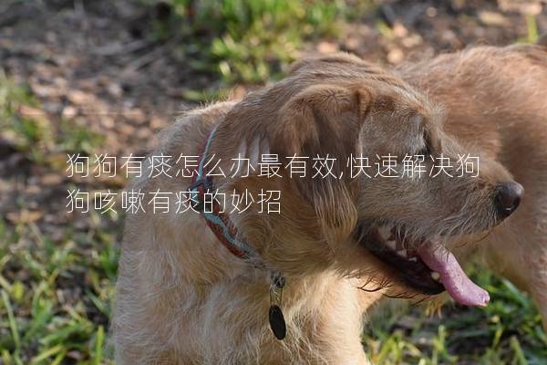 狗狗有痰怎么辦最有效,快速解決狗狗咳嗽有痰的妙招