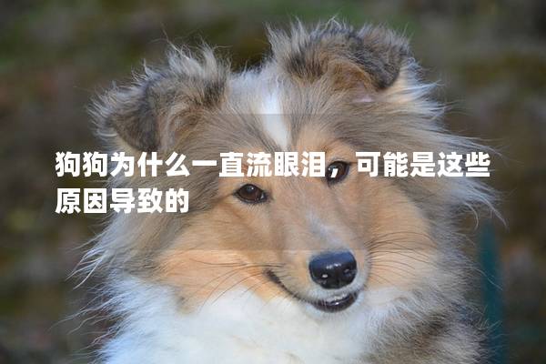 狗狗為什么一直流眼淚，可能是這些原因導致的