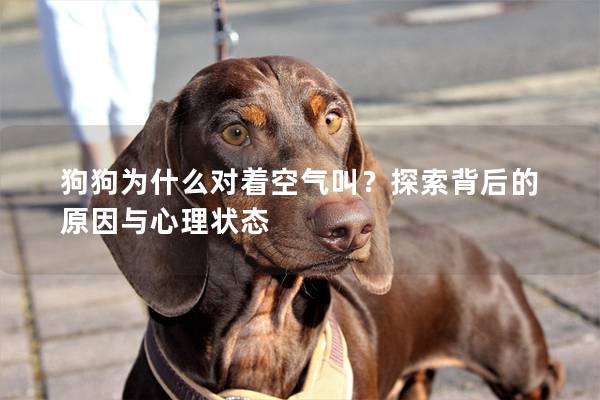 狗狗為什么對著空氣叫？探索背后的原因與心理狀態