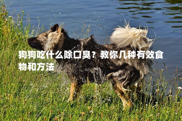 狗狗吃什么除口臭?教你幾種有效食物和方法 狗狗吃什么除口臭?教你幾種有效食物和方法