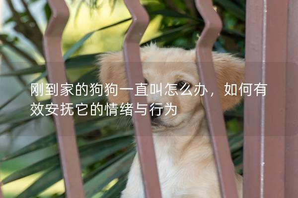 剛到家的狗狗一直叫怎么辦，如何有效安撫它的情緒與行為