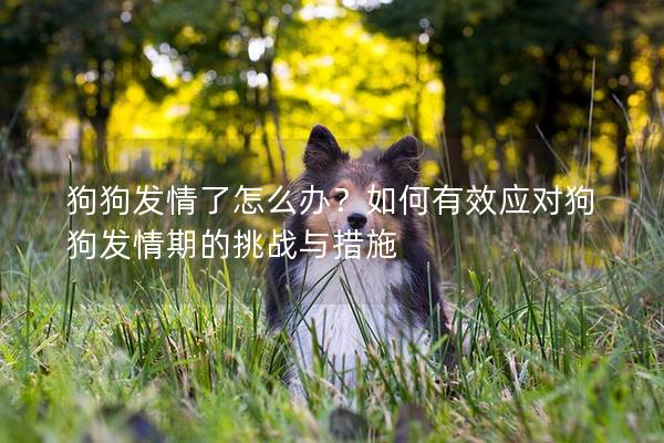 狗狗發(fā)情了怎么辦？如何有效應(yīng)對狗狗發(fā)情期的挑戰(zhàn)與措施