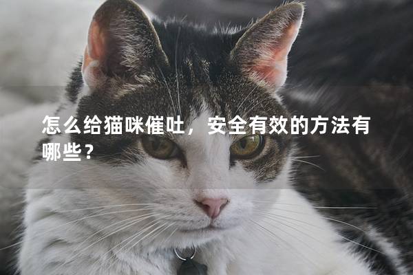 怎么給貓咪催吐,安全有效的方法有哪些? 怎么給貓咪催吐,安全有效的方法有哪些?